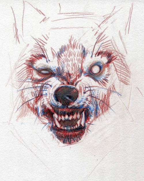 kupatamagoczi: Quite not pleasant. #Polychromos #fabercastell #wolf #sketch #sketchbook #drawings