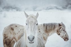 hudolin:  Horses in winter Two white horses