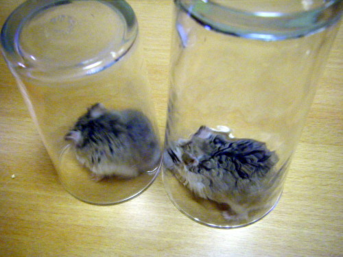 Hamsters in Quarantine.As many of you may already know, it IS possible for hamsters to contract Covi