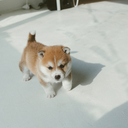 atraversso: Puppy - Hello_shiba