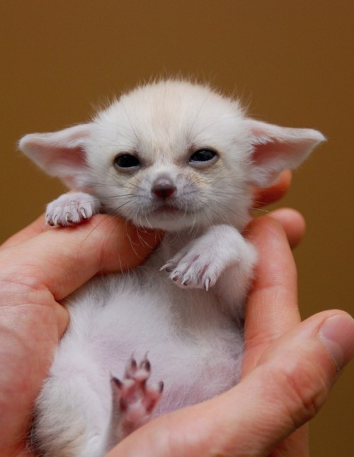 princessbaby-girl:  wuyinfection:  This is a fennec Fox, a small noctural fox with big ears that helps to dissipate heat.  Aawwww I want a little fox