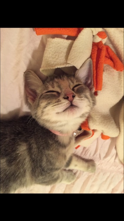 HOW CAN SOMEONE NOT LOVE CATS LOOK AT HER. SHE IS SMILING.