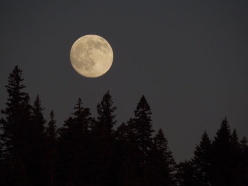 storyoftheviper:  Full Moons 2015