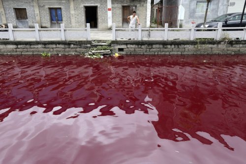 sixpenceee: Residents of Wenzhou, China, woke one July morning to find that a river had turned red a