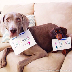 brotherjames:  meowoofau:  it takes two Meet Indiana and Harlow, Instagram’s dynamic doggie duo. When it comes to being best friends, size definitely doesn’t matter. Indiana is like a pint sized accessory Harlow likes to carry around. Depending on