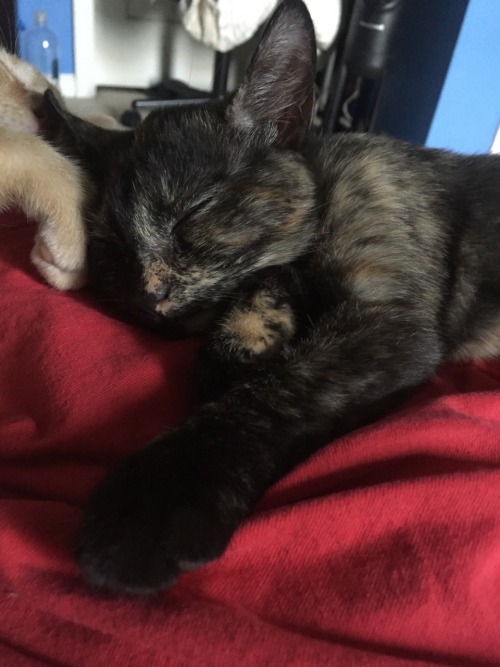 yung-st0rm: This is my sweet kitten, Pepper. I adopted her from a shelter in Ohio when she was 2 m