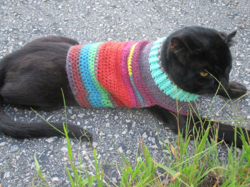 marschire:An ugly sweater for an ugly cat!… I don’t think he’s ugly, but my sister calls him ugly al