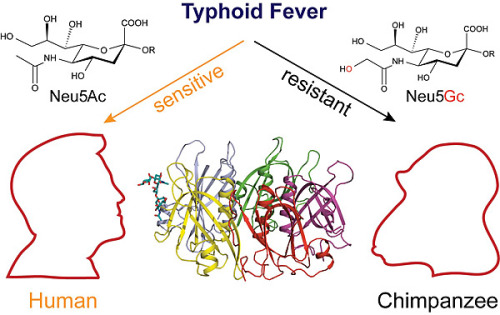 Sex ucsdhealthsciences:  Typhoid Mary, Not Typhoid pictures