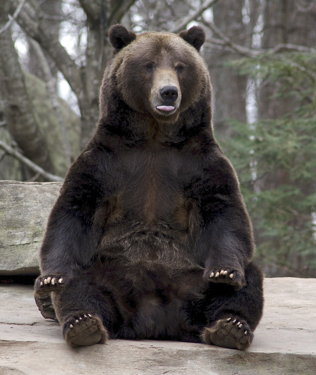 bears&ndash;bears&ndash;bears:  Fappy by Valerie “Fappy = fat &amp;