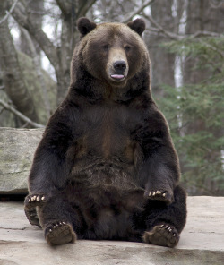 bears–bears–bears:  Fappy by