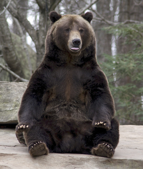 bears–bears–bears:  Fappy by Valerie “Fappy = fat & happy.” 