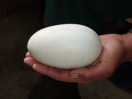 Kiwi eggs are huge.Not as big as (say) ostrich eggs, but compared to the size of a full-grown kiwi, they’re enormous. While kiwis have the biggest egg for their body size out of all birds, ostriches have one of the smallest.To be specific, around a