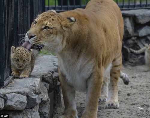 athenadark:sarahtheheartslayer:unusuallytypical:A Russian zoo is home to a unique animal - the liger