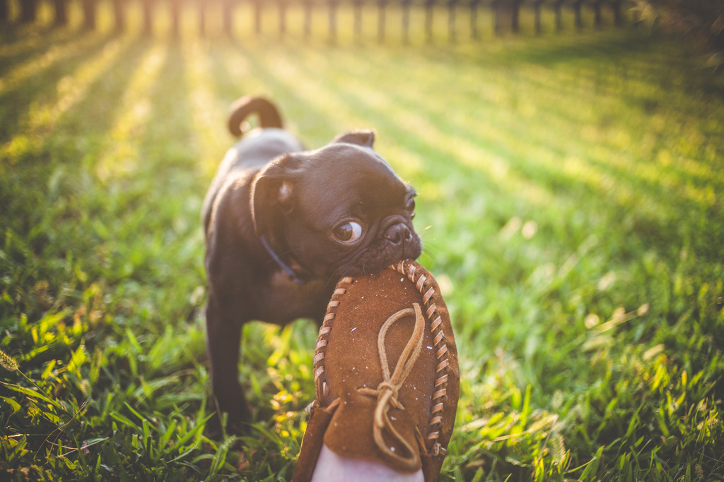 randyhernz:  I haven’t posted in awhile, so heres a picture of my friends pug puppy.