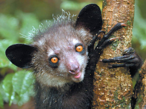 ultrafacts:  Aye-ayes have a number of unusual traits, including a long, bony, witch-like middle finger that they use to pry insects and grubs from tree trunks. Perhaps due to their appearance, these gentle, harmless animals are often killed because of