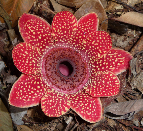 libutron:Himalayan Sapria - Sapria himalayanaRelated to the best known Rafflesia, the Himalayan Sapr