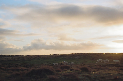 Sylt | Deutschland01/2018