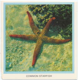 humanoidhistory:  A starfish on a vintage cigarette card, courtesy of the New York Public Library.