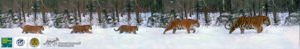 rhamphotheca:Tiger family photo surprises scientists by Jeremy HanceIn a frigid