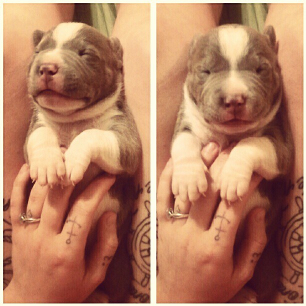 mommabroccoli:  This is the biggest pup we have. He’s such a porker and god he