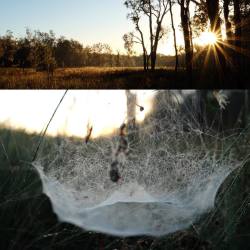 This spiders been busy creating some sort of web vortex 😳🕸