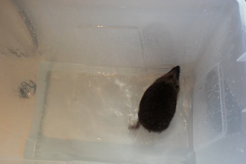 littlesilverhedgehog: Hedgehog hydrotherapy My latest post shows Honey, a rescued wild European hedg