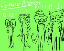 sonicfcrepairshop:  fiztheancient:  sonicfcrepairshop:  Just a doodle reference sheet on how I see most female bodies in the Mobian universe. Of course, this isn’t exact. Body types depend on personality, diet, habits, medical conditions, etc. Eh, ugly