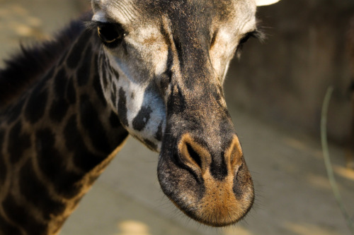 Masai Giraffe (Giraffa tippelskirchi)taken at the Los Angeles Zoo in Los Angeles, Californiastatus: 