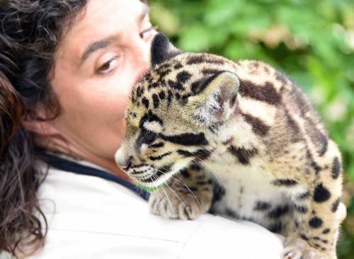 UPDATE: Zoo Miami&rsquo;s Clouded Leopard CubsThe staff at Zoo Miami knows that their fans are eager