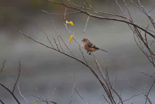 ベニマシコ Long-tailed rosefinch