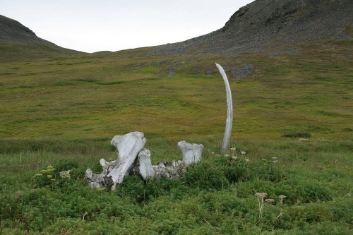 coolthingoftheday:Archaeologists believe that the Whale Bone Alley of Yttygran Island, Siberiawas bu