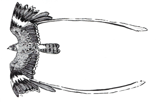 snailkites:Inktober Day 5: LongThe male Pennant-winged Nightjar (Caprimulgus vexillarius) grows long