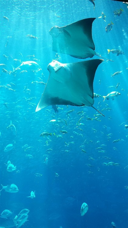 my type of baes  The Lost Chambers Aquarium, Atlantis The Palm Dubai  ig: svngrl