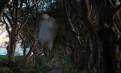 Sixpenceee:  Grey Lady Of Dark Hedgesthis Anomalous Image Was Captured At Dark Hedges