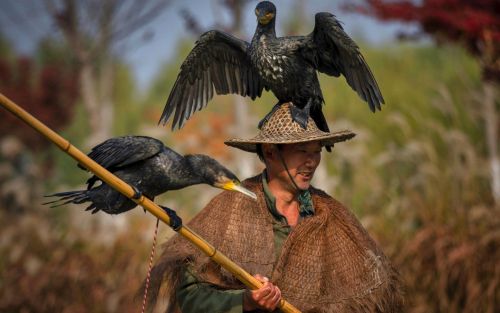 Mr. Zhou is fishing using trained cormorants in the traditional way, on Hongze Lake Wetland, close t