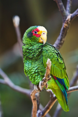 10bullets:  Yellow-lored Parrot (by David