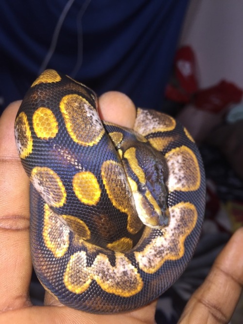 papa-bearrr:This little thing had the most beautiful shed!