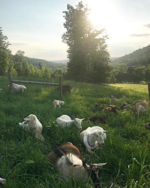 farmweather: On the grazing map we call this field Paradise.