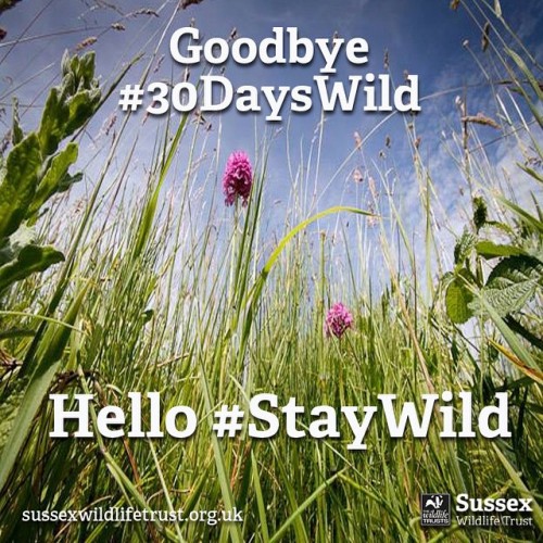 Thank you #30DaysWild! We had a wonderful wild time.#StayWild #sussex #nature