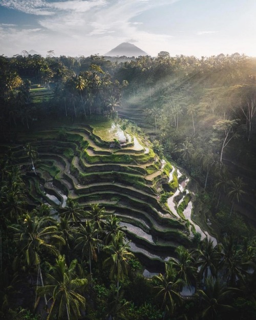 Rice terraces in Bali, Indonesia @