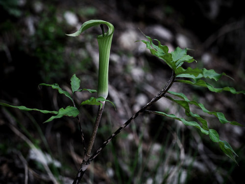 Arisaema triphyllum by marunosuke199 on Flickr.