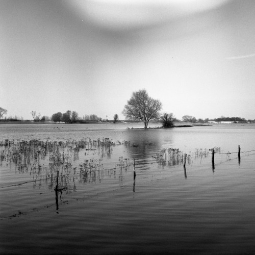 Ameide, Netherlands | February 2021 | Flexaret V on Kodak Tri-x 400