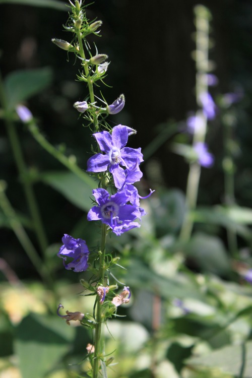 Tall bellflower