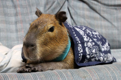 Rousphotos:  Four-Month-Old Mudskipper Rous Chillaxing On The Couch Under A Bandanna.