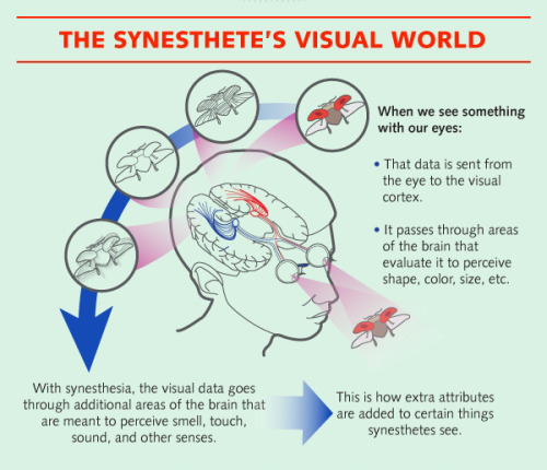 neuromorphogenesis: UNDERSTANDING THE PHENOMENON OF SYNESTHESIA The number 3 is color orange and Jan