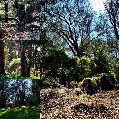 Shadows and tall trees.  (at Golden Gate