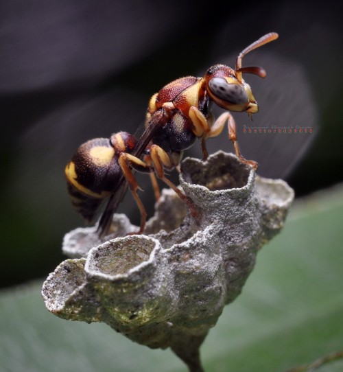 Ropalidia sp. ( Shah Alam ) by ShamsulHidayatOmar