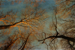 djzentao:  alberi in inverno - trees in wintertime