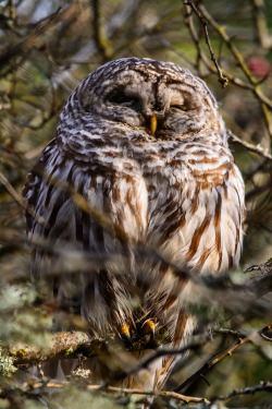 darkcoastphotography:Barred Owl IIButtertubs Marsh, Vancouver Island, British Columbiatumblr | flickr | facebook | society6 | instagramDo Not Remove My Credits