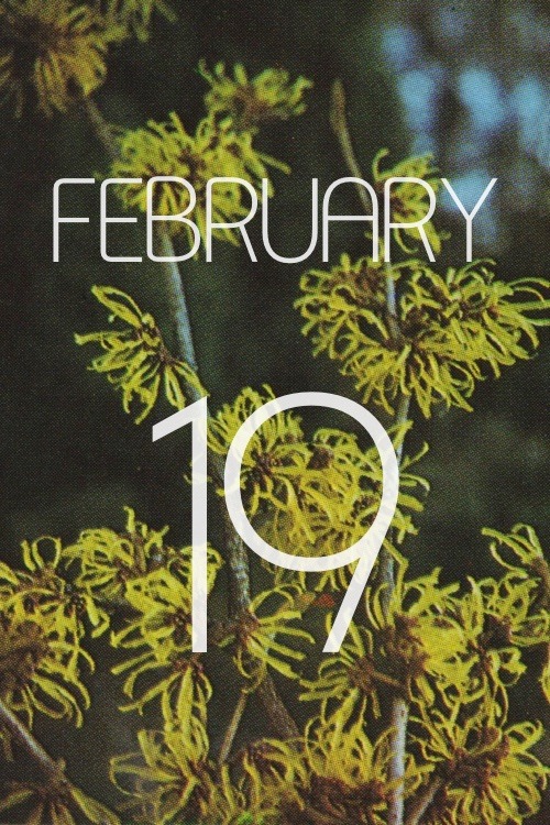 gardencalendar:HAMAMELIS (Hamamelidaceae) Witch HazelAll Witch Hazels are hardy and can be generally